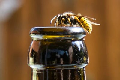 Co zrobić w przypadku użądlenia przez pszczołę, osę lub szerszeń