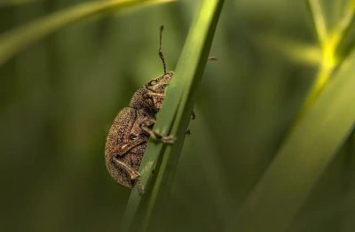 Nadgryzione liście w ogrodzie? Może wprowadził się do Ciebie Opuchlak truskawkowiec!