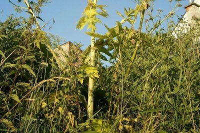 Na co uważać w ogrodzie: Za co grozi kara?