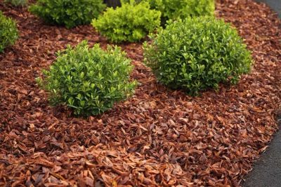 Ściółkowanie korą: Jakie są korzyści i dlaczego warto z tego korzystać?