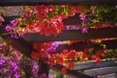 Piękno i praktyczność: Rośliny pnące - Piękne kwiaty i łatwość pielęgnacji