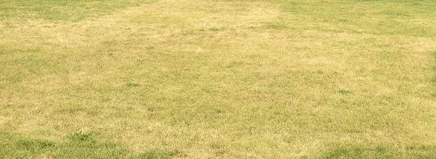 Wyschnięta trawa
