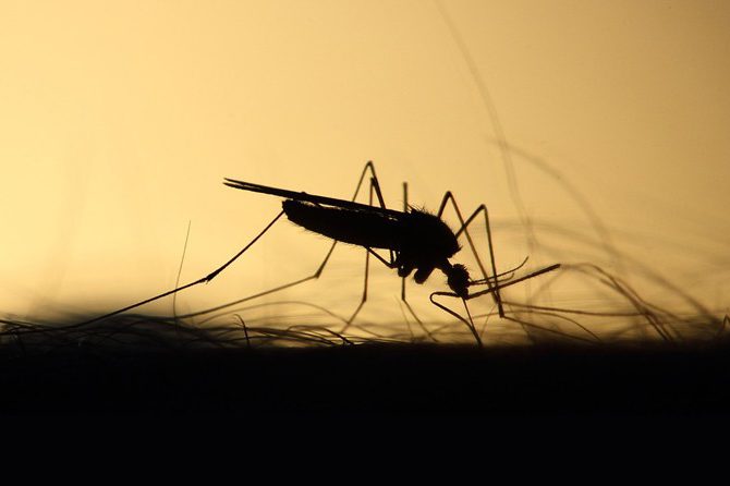 Rośliny odstraszające komary. Czy ich potrzebujesz?