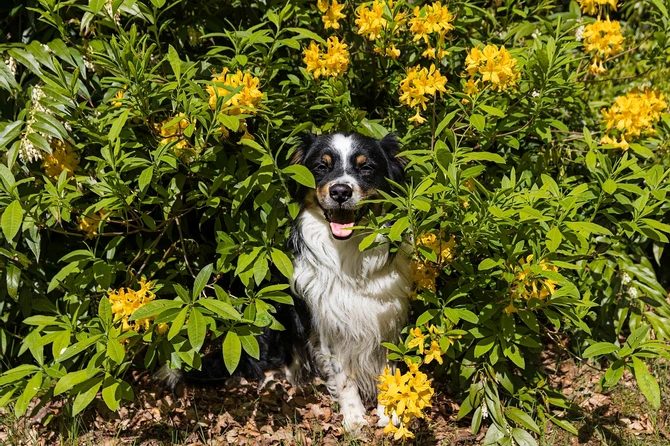 Pies i ogród: Jak zająć psa i zapobiec zniszczeniom ogrodu
