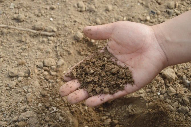 Jak mierzyć i regulować pH gleby za pomocą domowych środków