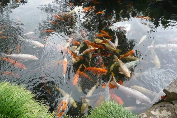 Staw ogrodowy: Po co trzymać ryby w stawie?