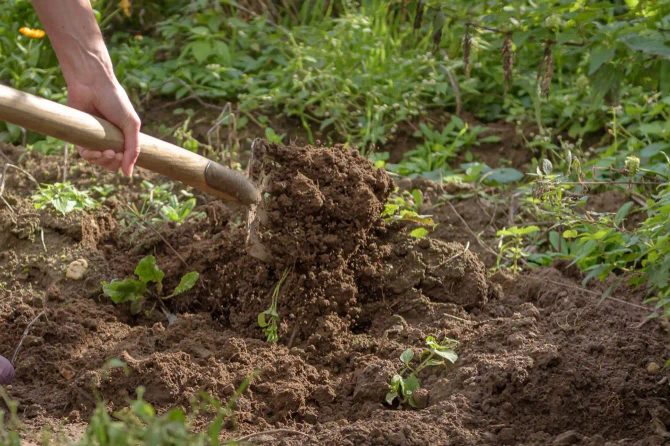 Łopata czy kultywator? Co wybrać?