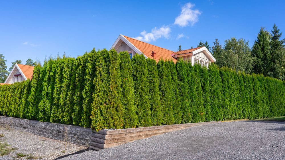 Jak Strihat Tuje Tvar (stříhání tují, živých plotů, nůžky jsou) Jak Strihat Tuje Tvar