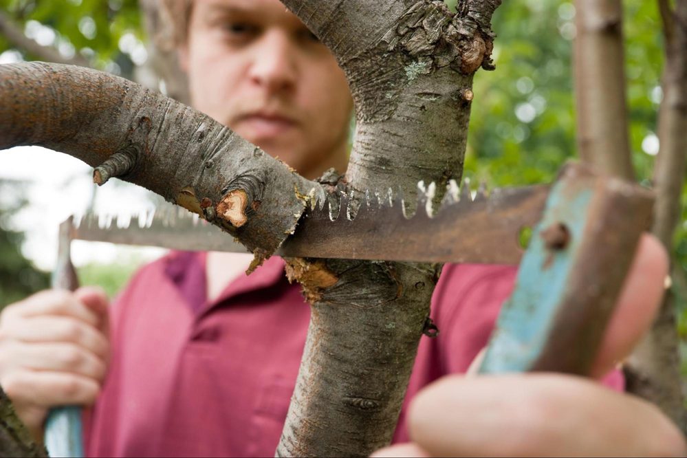 prořezávání stromu ruční pilou