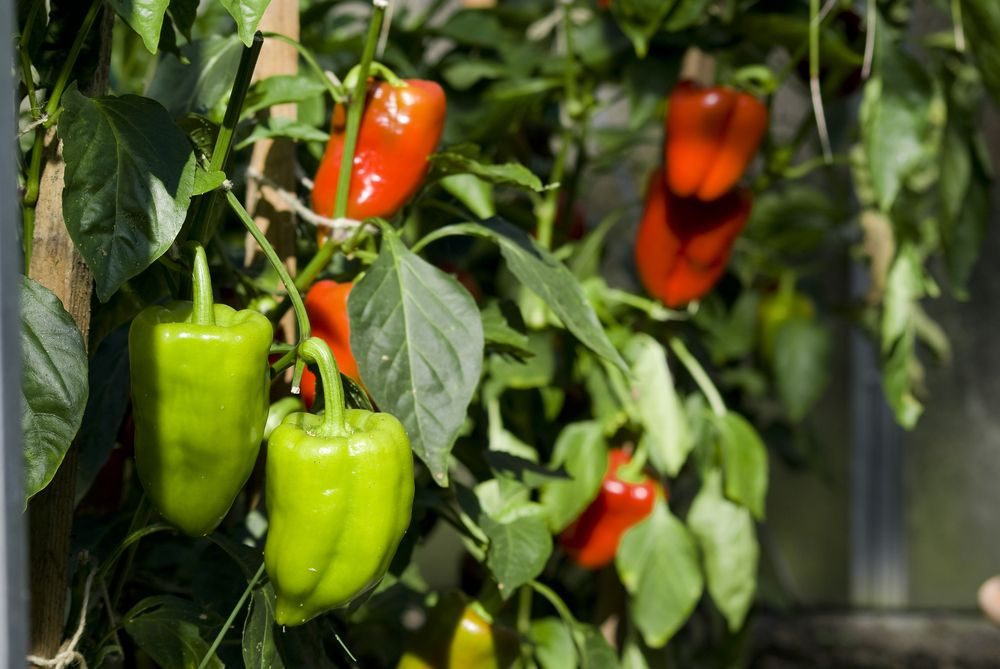 pěstování paprik ve skleníku