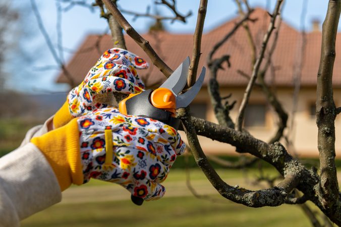 Prořezávání stromů: Kdy, jak a čím správně řezat