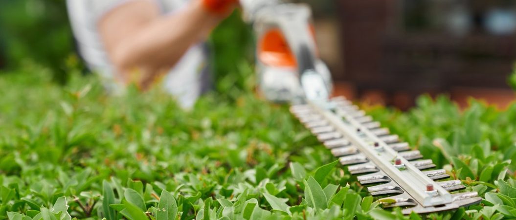 Stříhání živého plotu: Kdy a jak ho správně provádět