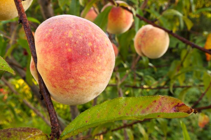 Jak si poradit s řezem peckovin – broskvoně a meruňky