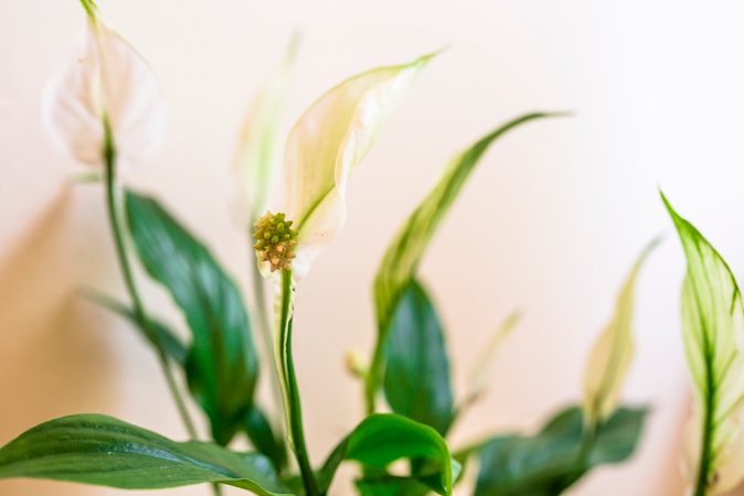 10 nejlepších pokojových rostlin do vaší ložnice