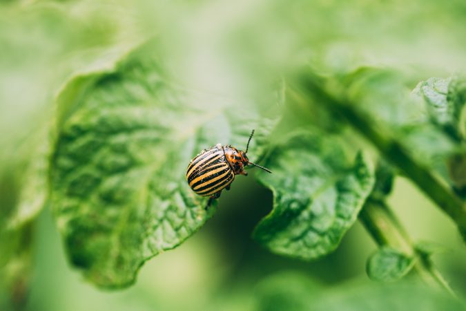 Jak se zbavit mandelinky bramborové