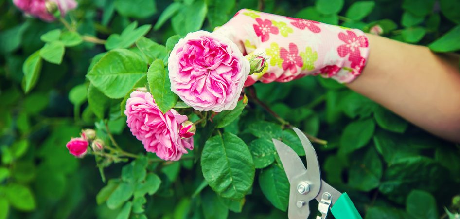Podzimní péče o růže v 6 krocích