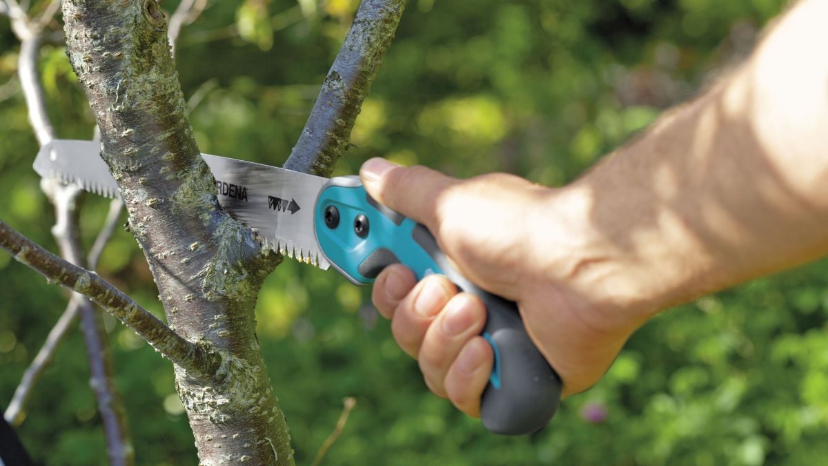 prořezávání ovocného stromu ruční pilkou na větve