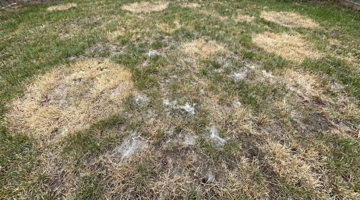 trávník zasažený chorobami