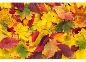 10 rad pro hrabání podzimního listí, které vám ještě nikdo nedal