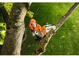 Jarabák vybírá: Nejlepší vyvětvovací pily pro pohodlný a bezpečný řez stromů