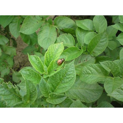 Mandelinka STOP 6 ml Agro - 3