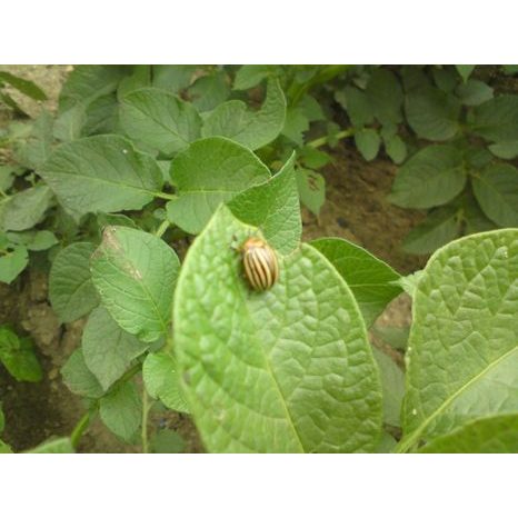 Mandelinka STOP 6 ml Agro - 4