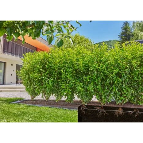 Startovací sada Gardena Micro-Drip pro živé ploty a keře 25 m 13500-20 - 6