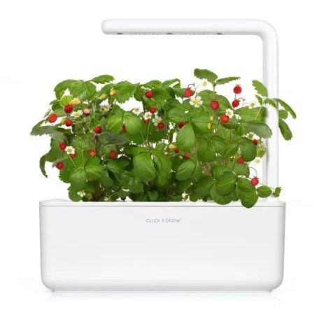 Kapsle Smart Garden - Lesní jahody, Click and Grow 6672 - 4