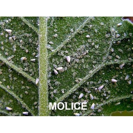 Mšice - Molice STOP 0,3g sprej - 2