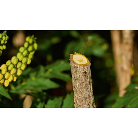 Aku záhradné nožnice Bosch Easy Prune 06008B2100 - 4