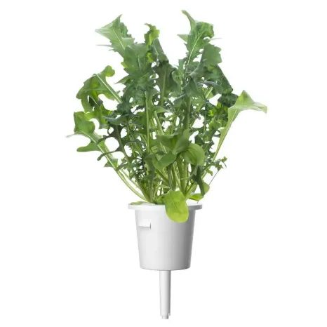 Kapsle Smart Garden - Rukola, Click and Grow 6679 - 3