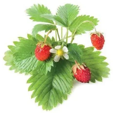 Kapsle Smart Garden - Lesní jahody, Click and Grow 6672