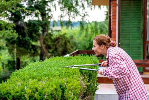 Stříhání živého plotu: Kdy a jak ho správně provádět