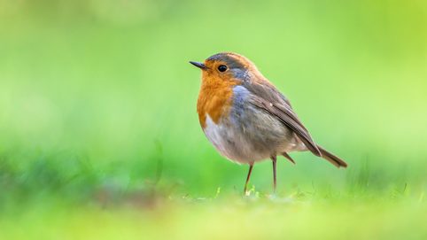 Přilákejte do vaší zahrady ptáky