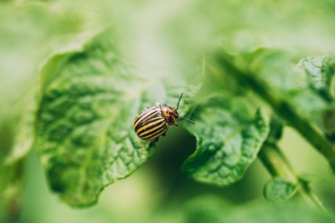 Jak se zbavit mandelinky bramborové