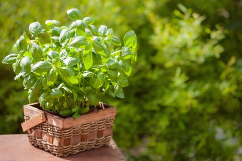Bazalka – jak pěstovat, sklízet a uchovávat tuto voňavou krásku