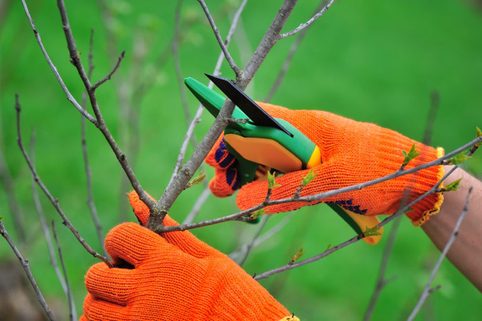 Čas na zimní řez dřevin je tady. Víte, jak v předjaří nejlépe ošetřit stromy?