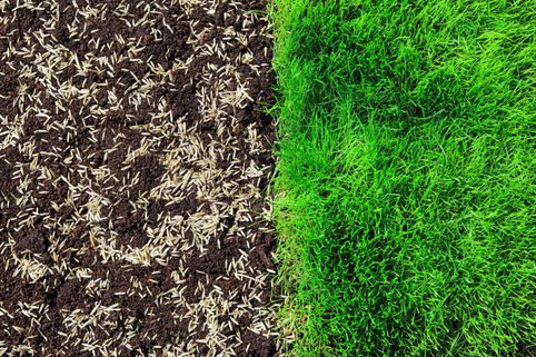 Jak založit trávník krok za krokem