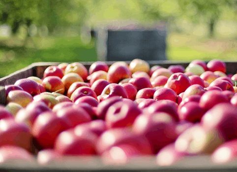 Sklízení ovoce a prořezávání dřevin na podzim