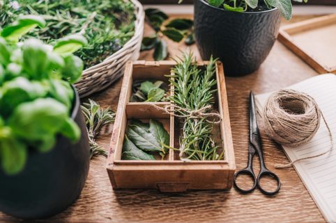 Uchovávejte bylinky déle čerstvé –⁠ vyzkoušejte naše jednoduché triky