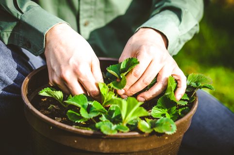 Letní výsadba jahodníků – je čas myslet na příští rok!