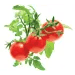 Kapsle Smart Garden - Rajče mini, Click and Grow 6671