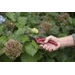Ruční zahradní nůžky Kreator KRTGR1003 - 3