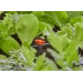 Regulační a uzavírací ventil Gardena Micro-Drip 4,6 mm (3/16") 13217-20 - 3
