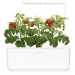 Chytrý květináč Smart Garden 3, bílá, Click and Grow 6661 - 2