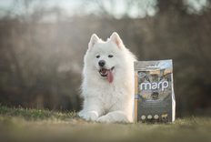 Vznik řady Marp Variety a rozšíření nabídky pamlsků
