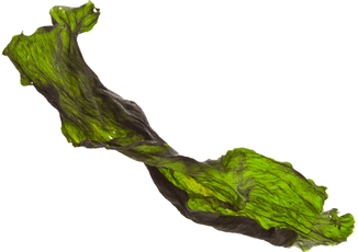 Marp Holistic - Kelpa 500g