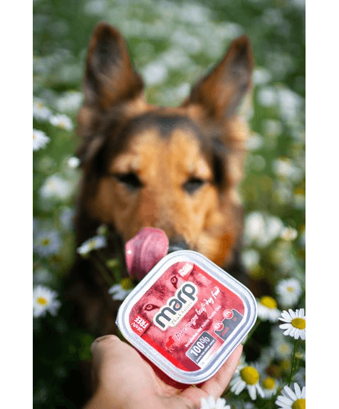 Marp Angus Beef Tray for Dogs