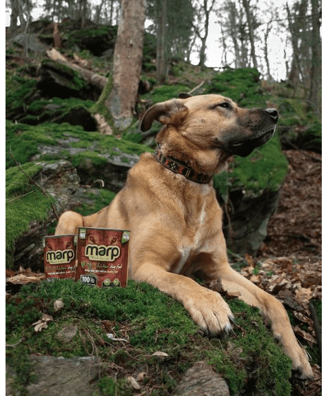 Marp Chicken Nassfutter für Hunde für Hunde mit Huhn