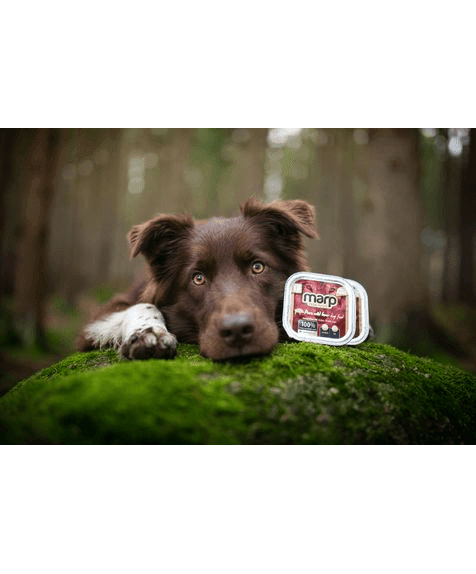 Marp Wild Boar Tray for Dogs